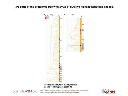 Two parts of the proteomic tree with EVGs of putative Flavobacteriaceae phages. Two parts of the proteomic tree with EVGs of putative Flavobacteriaceae.