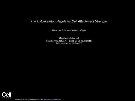 The Cytoskeleton Regulates Cell Attachment Strength
