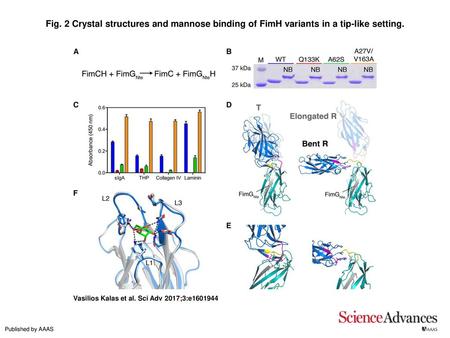 Fig. 2 Crystal structures and mannose binding of FimH variants in a tip-like setting. Crystal structures and mannose binding of FimH variants in a tip-like.