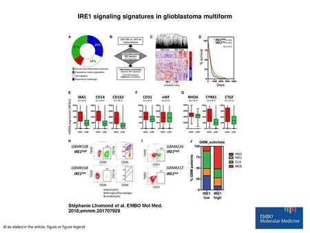 IRE1 signaling signatures in glioblastoma multiform