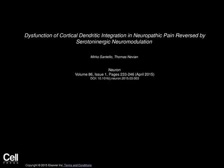 Dysfunction of Cortical Dendritic Integration in Neuropathic Pain Reversed by Serotoninergic Neuromodulation  Mirko Santello, Thomas Nevian  Neuron  Volume.