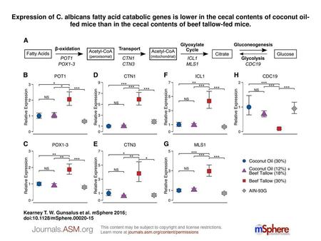 Expression of C. albicans fatty acid catabolic genes is lower in the cecal contents of coconut oil-fed mice than in the cecal contents of beef tallow-fed.