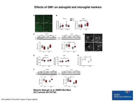 Effects of GM1 on astroglial and microglial markers