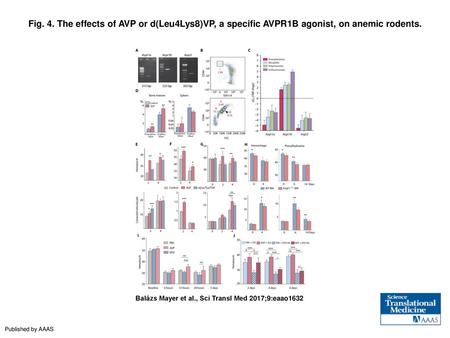 Fig. 4. The effects of AVP or d(Leu4Lys8)VP, a specific AVPR1B agonist, on anemic rodents. The effects of AVP or d(Leu4Lys8)VP, a specific AVPR1B agonist,