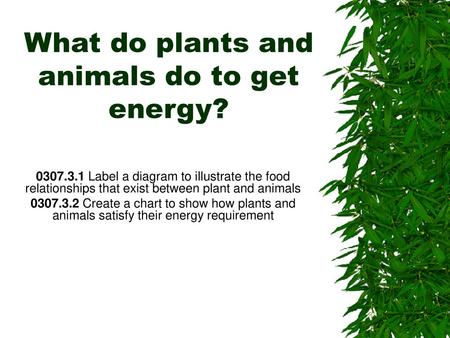 What do plants and animals do to get energy? - ppt video online download What do plants and animals do to get energy? - ppt video online download
