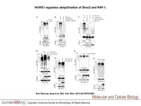 HUWE1 regulates ubiquitination of Shoc2 and RAF-1.