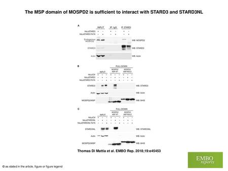 The MSP domain of MOSPD2 is sufficient to interact with STARD3 and STARD3NL The MSP domain of MOSPD2 is sufficient to interact with STARD3 and STARD3NL.