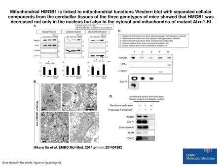 Mitochondrial HMGB1 is linked to mitochondrial functions Western blot with separated cellular components from the cerebellar tissues of the three genotypes.
