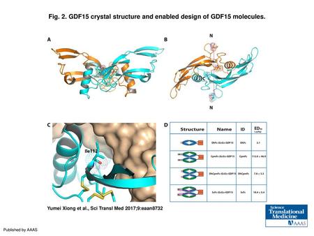 Fig. 2. GDF15 crystal structure and enabled design of GDF15 molecules.