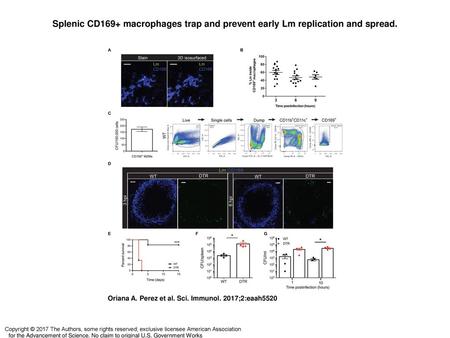 Splenic CD169+ macrophages trap and prevent early Lm replication and spread. Splenic CD169+ macrophages trap and prevent early Lm replication and spread.
