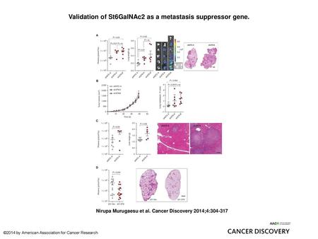 Validation of St6GalNAc2 as a metastasis suppressor gene.