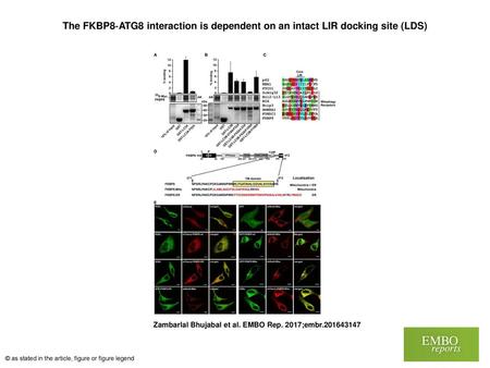 The FKBP8‐ATG8 interaction is dependent on an intact LIR docking site (LDS)‏ The FKBP8‐ATG8 interaction is dependent on an intact LIR docking site (LDS)