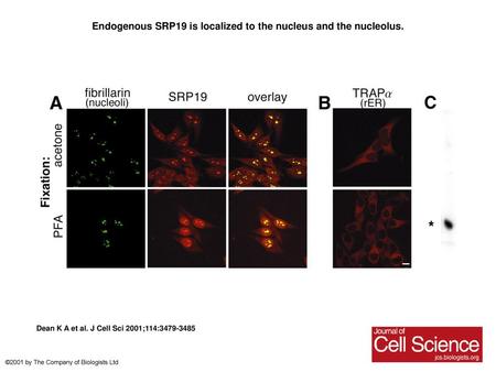 Endogenous SRP19 is localized to the nucleus and the nucleolus.