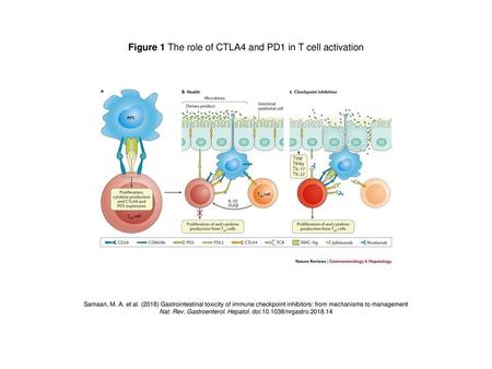 Figure 1 The role of CTLA4 and PD1 in T cell activation