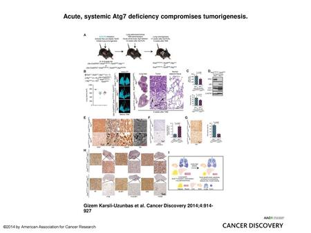 Acute, systemic Atg7 deficiency compromises tumorigenesis.