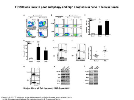 FIP200 loss links to poor autophagy and high apoptosis in naïve T cells in tumor. FIP200 loss links to poor autophagy and high apoptosis in naïve T cells.