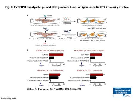 Fig. 6. PVSRIPO oncolysate–pulsed DCs generate tumor antigen–specific CTL immunity in vitro. PVSRIPO oncolysate–pulsed DCs generate tumor antigen–specific.