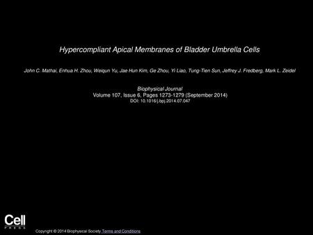 Hypercompliant Apical Membranes of Bladder Umbrella Cells