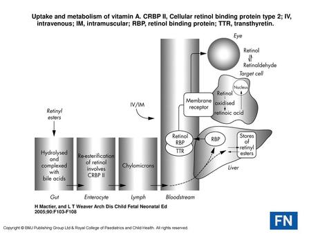 Uptake and metabolism of vitamin A