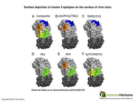 Surface depiction of cluster II epitopes on the surface of ricin toxin