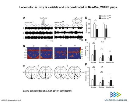 Locomotor activity is variable and uncoordinated in Nes-Cre; Wt1fl/fl pups. Locomotor activity is variable and uncoordinated in Nes-Cre; Wt1fl/fl pups.