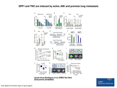 SPP1 and TNC are induced by active JNK and promote lung metastasis