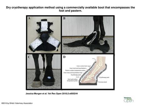 Dry cryotherapy application method using a commercially available boot that encompasses the foot and pastern. Dry cryotherapy application method using.