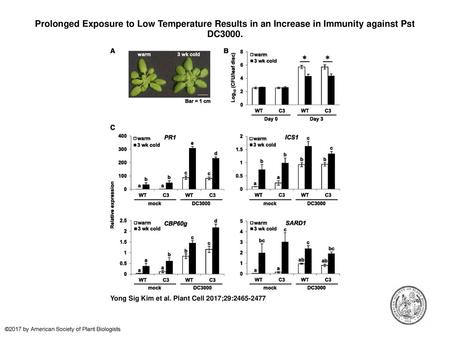 Prolonged Exposure to Low Temperature Results in an Increase in Immunity against Pst DC3000. Prolonged Exposure to Low Temperature Results in an Increase.