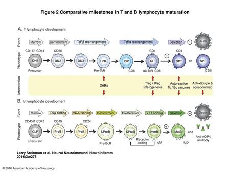 Figure 2 Comparative milestones in T and B lymphocyte maturation