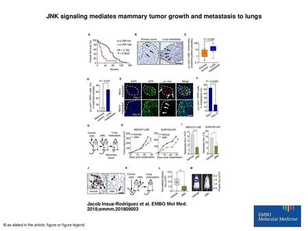 JNK signaling mediates mammary tumor growth and metastasis to lungs