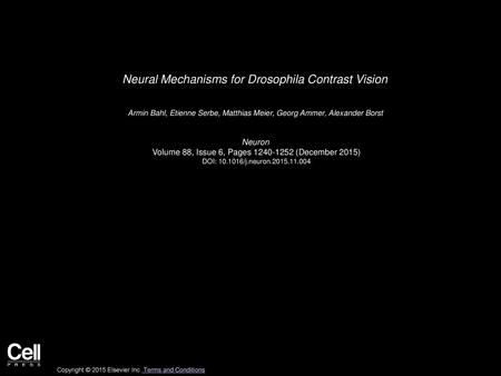 Neural Mechanisms for Drosophila Contrast Vision