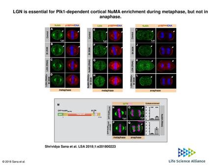 LGN is essential for Plk1-dependent cortical NuMA enrichment during metaphase, but not in anaphase. LGN is essential for Plk1-dependent cortical NuMA enrichment.