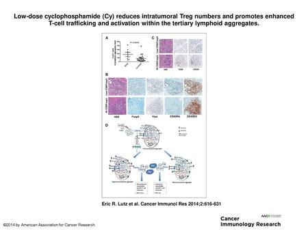 Low-dose cyclophosphamide (Cy) reduces intratumoral Treg numbers and promotes enhanced T-cell trafficking and activation within the tertiary lymphoid aggregates.
