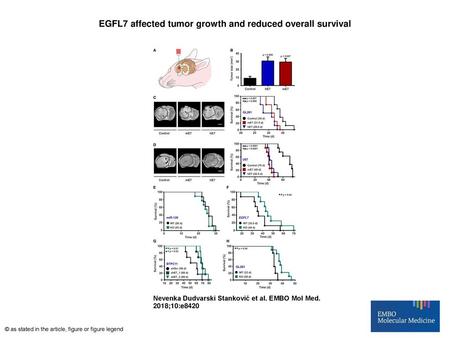 EGFL7 affected tumor growth and reduced overall survival