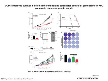 DQ661 improves survival in colon cancer model and potentiates activity of gemcitabine in KPC pancreatic cancer syngeneic model. DQ661 improves survival.
