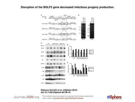Disruption of the BGLF2 gene decreased infectious progeny production.