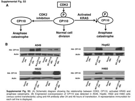 A B CDK2 CDK2 inhibition P Activated KRAS P CP110 CP110