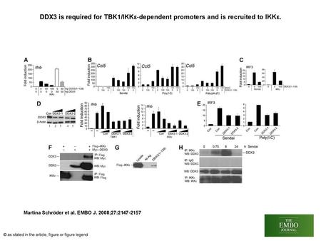 DDX3 is required for TBK1/IKKε‐dependent promoters and is recruited to IKKε. DDX3 is required for TBK1/IKKε‐dependent promoters and is recruited to IKKε.