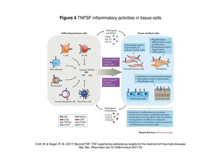 Figure 4 TNFSF inflammatory activities in tissue cells