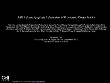 RIP3 Induces Apoptosis Independent of Pronecrotic Kinase Activity