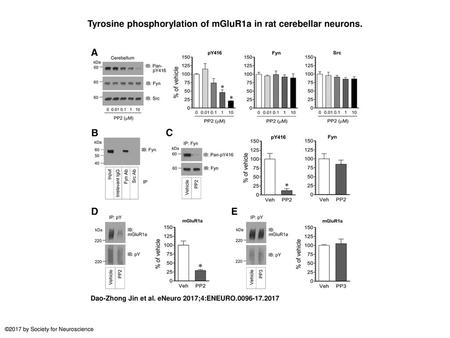 Tyrosine phosphorylation of mGluR1a in rat cerebellar neurons.