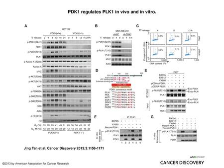 PDK1 regulates PLK1 in vivo and in vitro.