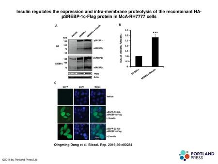 Insulin regulates the expression and intra-membrane proteolysis of the recombinant HA-pSREBP-1c-Flag protein in McA-RH7777 cells Insulin regulates the.