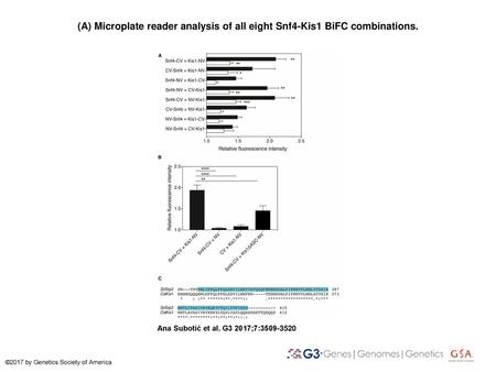 (A) Microplate reader analysis of all eight Snf4-Kis1 BiFC combinations. (A) Microplate reader analysis of all eight Snf4-Kis1 BiFC combinations. Quantitative.