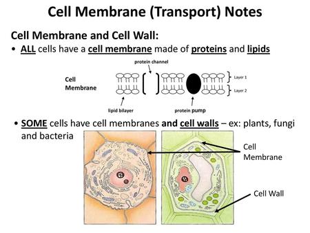 Cell Transport Notes. All cells have a cell membrane made of proteins and lipids Cell Membrane lipid bilayer protein channel protein pump Layer 1 Layer. ppt download