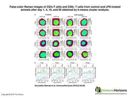 False-color Raman images of CD4+T cells and CD8+ T cells from control and LPS-treated animals after day 1, 4, 10, and 30 obtained by k-means cluster analysis.