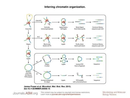 Inferring chromatin organization.