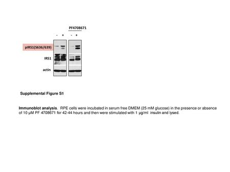 pIRS1(S636/639) IRS1 actin PF Supplemental Figure S1
