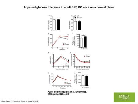 Impaired glucose tolerance in adult S1/3 KO mice on a normal chow