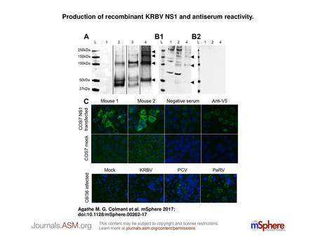 Production of recombinant KRBV NS1 and antiserum reactivity.